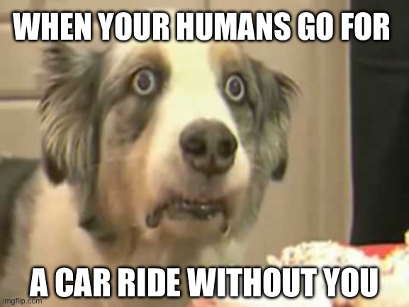 Car ride | WHEN YOUR HUMANS GO FOR; A CAR RIDE WITHOUT YOU | image tagged in thousand-yard stare dog,dogs,dog,car ride,humans,betrayal | made w/ Imgflip meme maker