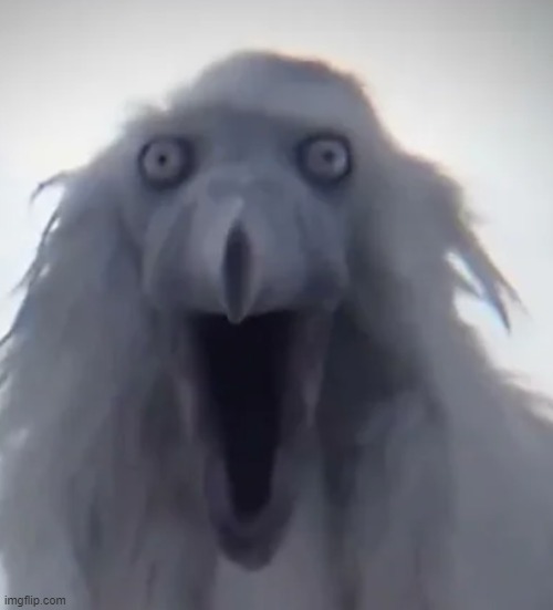 Calm luh fit bird scream | image tagged in calm luh fit bird scream | made w/ Imgflip meme maker