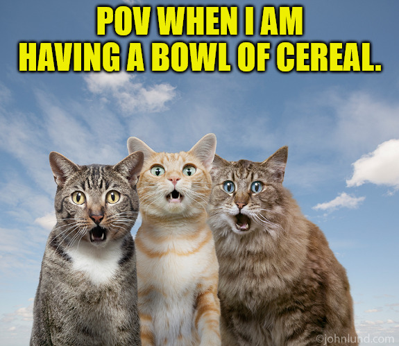 Cat Watchers | POV WHEN I AM HAVING A BOWL OF CEREAL. | image tagged in amazed cats | made w/ Imgflip meme maker