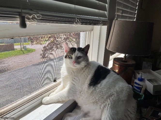 Image of my cat Puck. | made w/ Imgflip meme maker