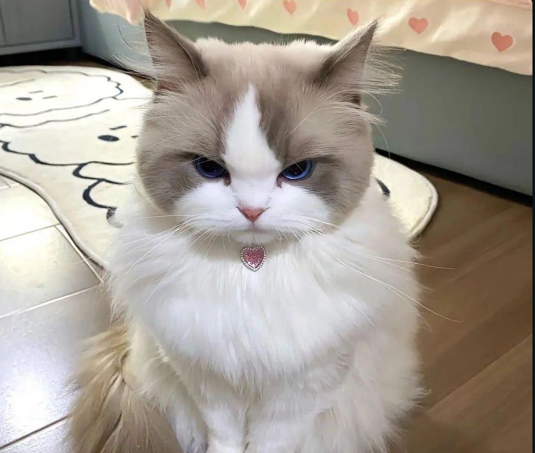 High Quality Cute angry cat Blank Meme Template