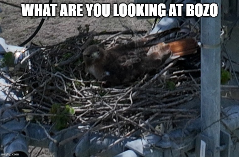 Bozo Bird | WHAT ARE YOU LOOKING AT BOZO | image tagged in offended bird | made w/ Imgflip meme maker