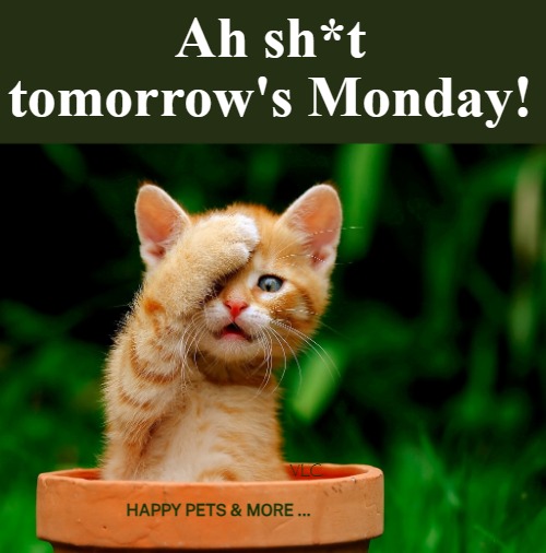 funny | Ah sh*t tomorrow's Monday! VLC; HAPPY PETS & MORE ... | image tagged in repost | made w/ Imgflip meme maker