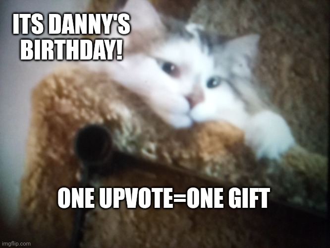 Its my kitties birthday! | ITS DANNY'S BIRTHDAY! ONE UPVOTE=ONE GIFT | image tagged in fluffy kittie | made w/ Imgflip meme maker