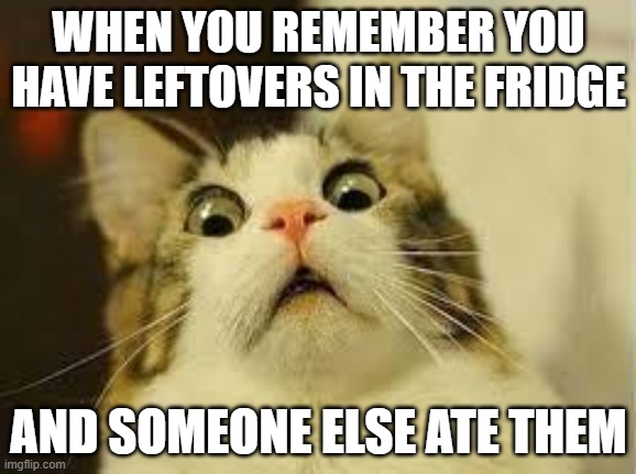 oh no D: | WHEN YOU REMEMBER YOU HAVE LEFTOVERS IN THE FRIDGE; AND SOMEONE ELSE ATE THEM | image tagged in shocked cat | made w/ Imgflip meme maker