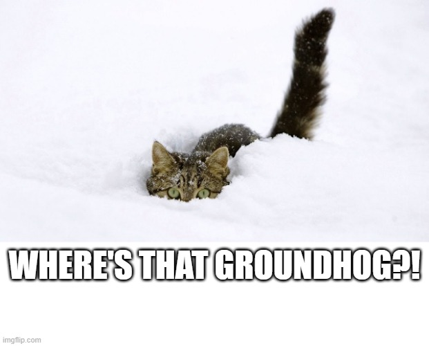 where's the groundhog | WHERE'S THAT GROUNDHOG?! | image tagged in spring,snow  cat | made w/ Imgflip meme maker