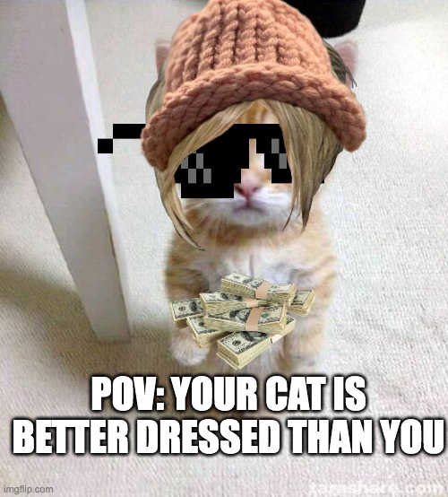 Cat | POV: YOUR CAT IS BETTER DRESSED THAN YOU | image tagged in memes,cute cat,clothes | made w/ Imgflip meme maker
