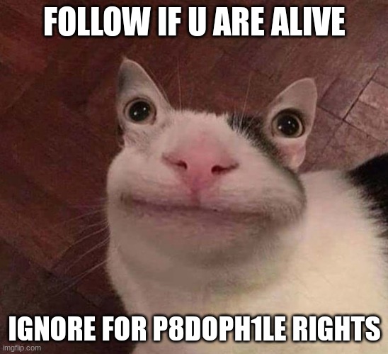 Cursed Cat | FOLLOW IF U ARE ALIVE; IGNORE FOR P8DOPH1LE RIGHTS | image tagged in cursed cat | made w/ Imgflip meme maker