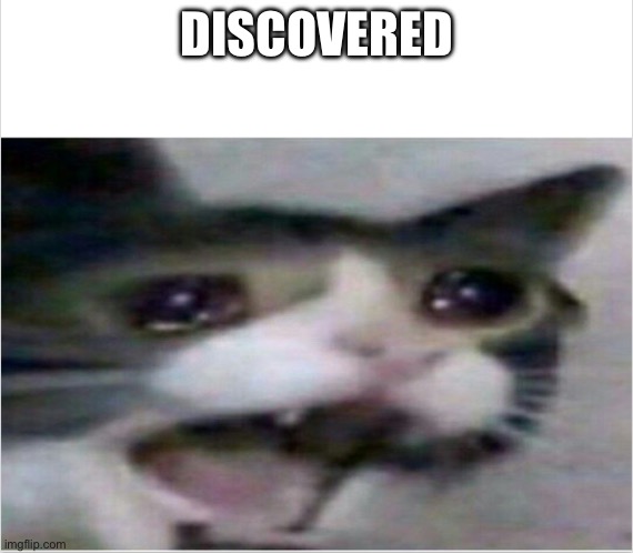 (mod notes: y e s) | DISCOVERED | image tagged in crying cat | made w/ Imgflip meme maker