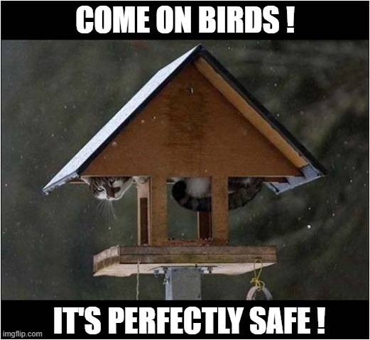 And Now We Wait ... | COME ON BIRDS ! IT'S PERFECTLY SAFE ! | image tagged in cats,birds,bird table | made w/ Imgflip meme maker