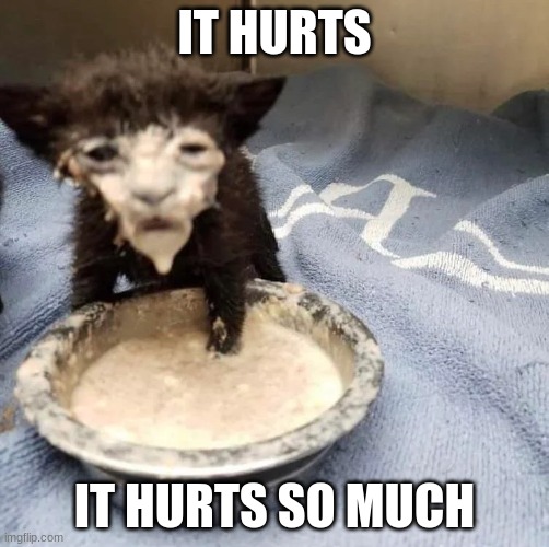 Cat with Milk on Face | IT HURTS; IT HURTS SO MUCH | image tagged in cat with milk on face | made w/ Imgflip meme maker