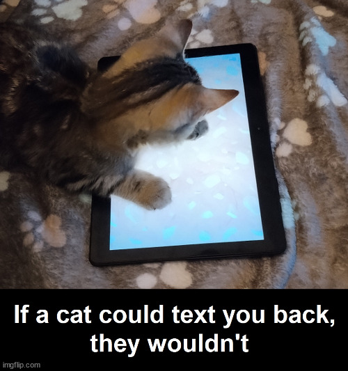 So True! | image tagged in funny cats,funny meme,fun | made w/ Imgflip meme maker