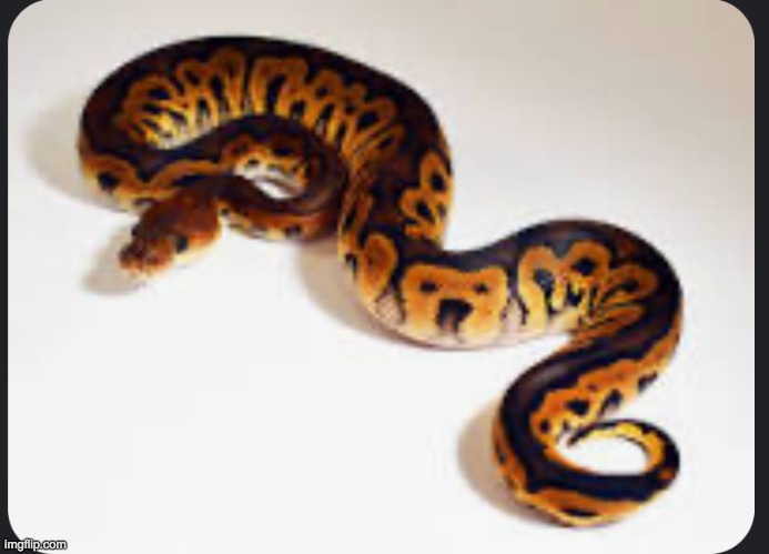 image tagged in ball python | made w/ Imgflip meme maker