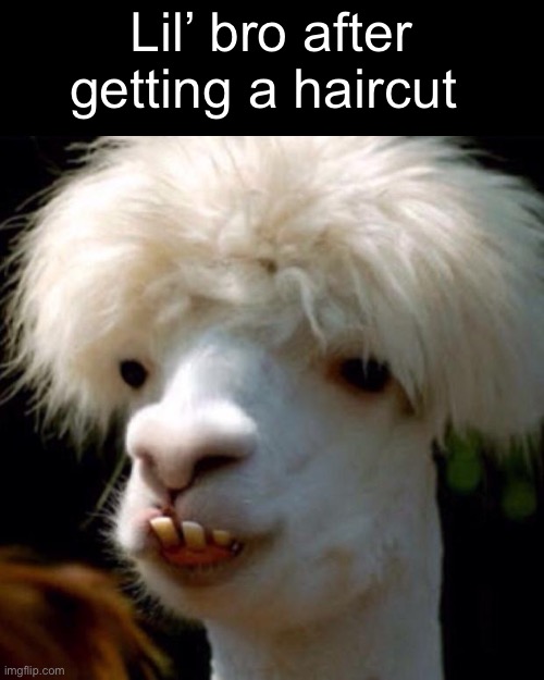 Haircut | Lil’ bro after getting a haircut | image tagged in backwood goat | made w/ Imgflip meme maker