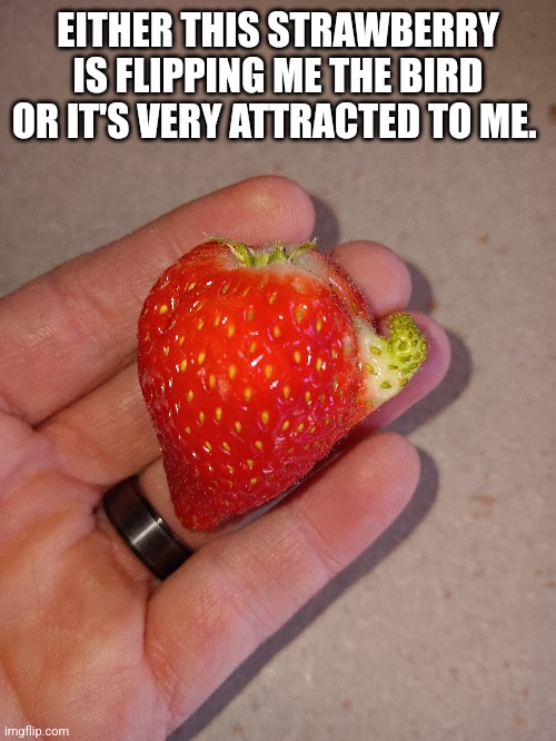 Naughty Strawberry | EITHER THIS STRAWBERRY IS FLIPPING ME THE BIRD OR IT'S VERY ATTRACTED TO ME. | image tagged in strawberry,flip the bird,erection,fruit | made w/ Imgflip meme maker