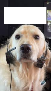 headset dog Blank Meme Template
