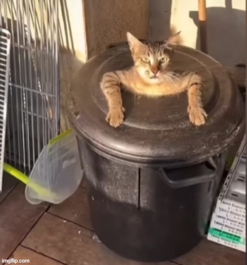 can i fucking help oyu | image tagged in can i fucking help oyu | made w/ Imgflip meme maker
