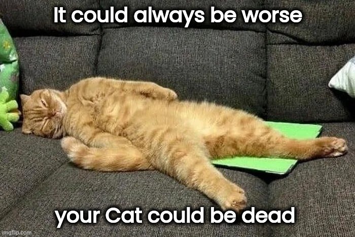 Just kidding , he sleeps like that | It could always be worse; your Cat could be dead | image tagged in oh no cat,hey are you sleeping,comfortable,stretch out,like a boss | made w/ Imgflip meme maker