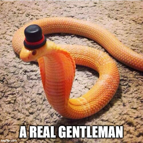 Dapper Snek | A REAL GENTLEMAN | image tagged in dapper snek | made w/ Imgflip meme maker