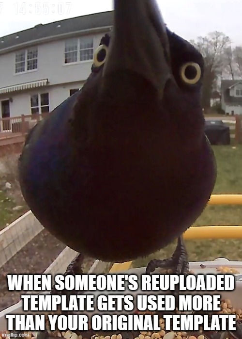 Who else can relate to this? | WHEN SOMEONE'S REUPLOADED TEMPLATE GETS USED MORE THAN YOUR ORIGINAL TEMPLATE | image tagged in bird stare,memes,template,new template | made w/ Imgflip meme maker