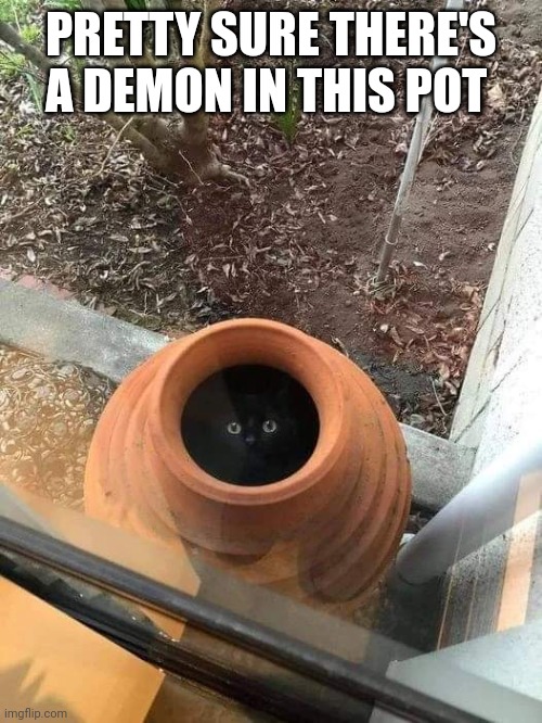 CATS WILL SIT ANYWHERE | PRETTY SURE THERE'S A DEMON IN THIS POT | image tagged in cats,funny cats | made w/ Imgflip meme maker