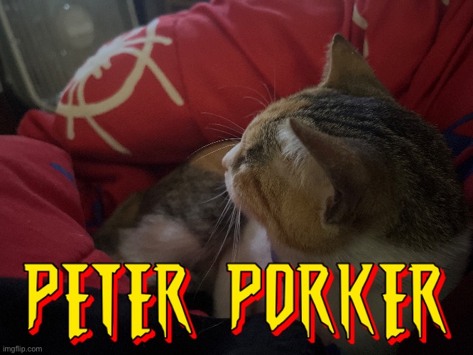 her cats name is pig soo | made w/ Imgflip meme maker