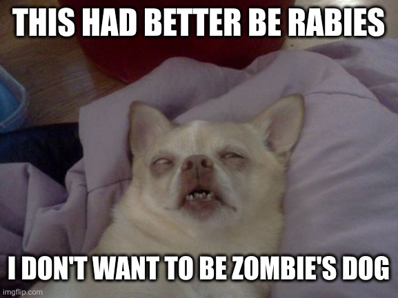 Rabies versus zombie | THIS HAD BETTER BE RABIES; I DON'T WANT TO BE ZOMBIE'S DOG | image tagged in dog passed out sick,zombies,walking dead,old yeller,rabies,memes | made w/ Imgflip meme maker
