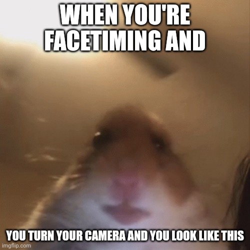 hampter | WHEN YOU'RE FACETIMING AND; YOU TURN YOUR CAMERA AND YOU LOOK LIKE THIS | image tagged in hampter | made w/ Imgflip meme maker