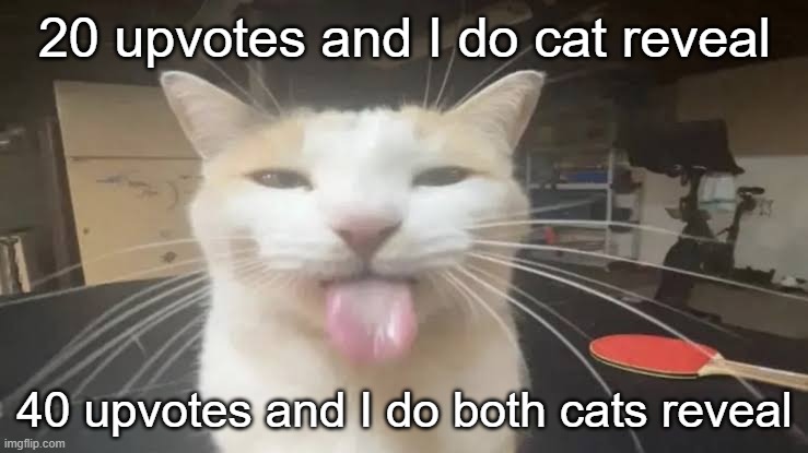 Milly the silly cat Bleh Cat | 20 upvotes and I do cat reveal; 40 upvotes and I do both cats reveal | image tagged in milly the silly cat bleh cat | made w/ Imgflip meme maker