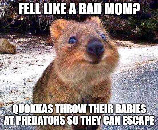 happy quokka | FELL LIKE A BAD MOM? QUOKKAS THROW THEIR BABIES AT PREDATORS SO THEY CAN ESCAPE | image tagged in happy quokka | made w/ Imgflip meme maker