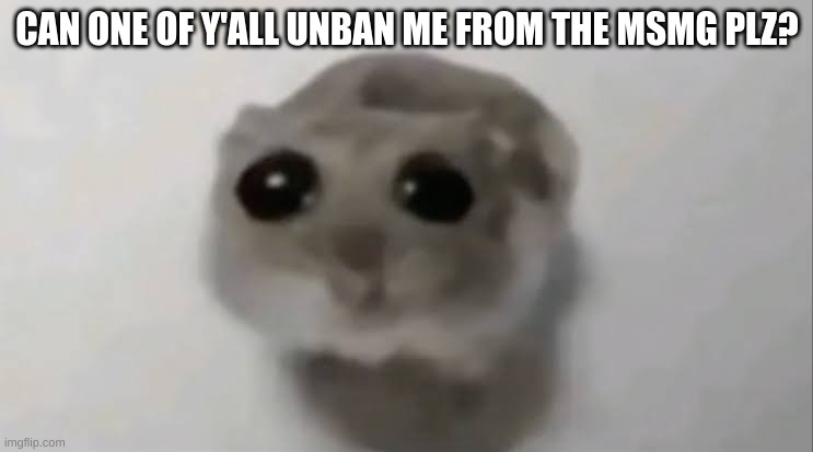 Sad Hamster | CAN ONE OF Y'ALL UNBAN ME FROM THE MSMG PLZ? | image tagged in sad hamster | made w/ Imgflip meme maker