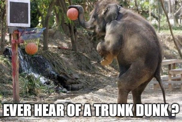 memes by Brad An elephant dunks a basketball | EVER HEAR OF A TRUNK DUNK ? | image tagged in sports,funny,basketball meme,elephant,dunk,humor | made w/ Imgflip meme maker