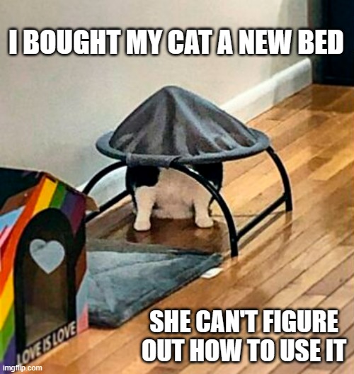memes by Brad dumb cat can't figure out a chair | I BOUGHT MY CAT A NEW BED; SHE CAN'T FIGURE OUT HOW TO USE IT | image tagged in cats,funny,funny cat memes,funny meme,kitten,humor | made w/ Imgflip meme maker