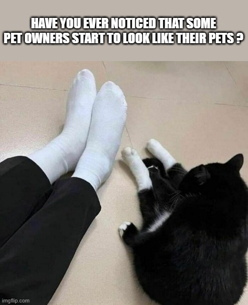 memes by Brad cat owners look like their cat | HAVE YOU EVER NOTICED THAT SOME PET OWNERS START TO LOOK LIKE THEIR PETS ? | image tagged in cats,funny,funny cat memes,cute kittens,humor,funny cat | made w/ Imgflip meme maker