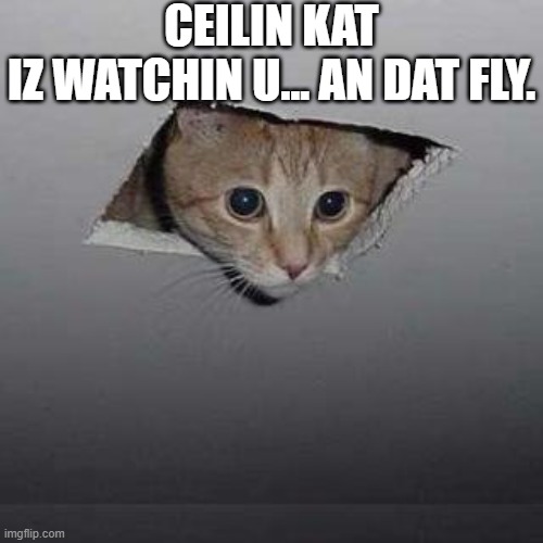 He'z watchin u >:D | CEILIN KAT IZ WATCHIN U... AN DAT FLY. | image tagged in memes,ceiling cat | made w/ Imgflip meme maker