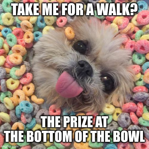 Surprize! | TAKE ME FOR A WALK? THE PRIZE AT THE BOTTOM OF THE BOWL | image tagged in froot loop doogo,dogs,walk the dog,get the leash,memes,surprise | made w/ Imgflip meme maker