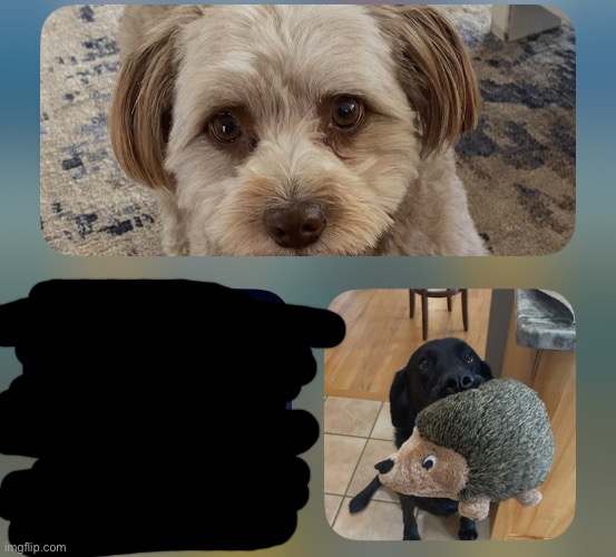 dogs reveal (crossed out image is unrelated) | made w/ Imgflip meme maker