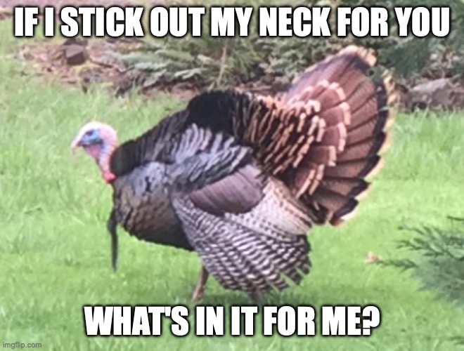 WILD TURKEY | IF I STICK OUT MY NECK FOR YOU; WHAT'S IN IT FOR ME? | image tagged in wild turkey | made w/ Imgflip meme maker