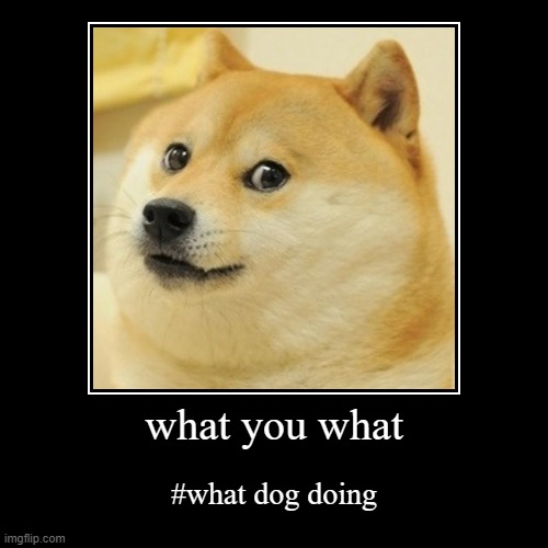 what you what | #what dog doing | image tagged in funny,demotivationals | made w/ Imgflip demotivational maker