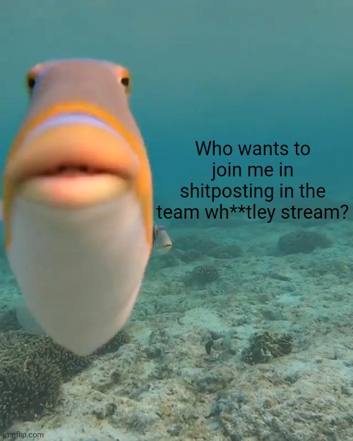Also in other "Team" streams | Who wants to join me in shitposting in the team wh**tley stream? | image tagged in staring fish | made w/ Imgflip meme maker