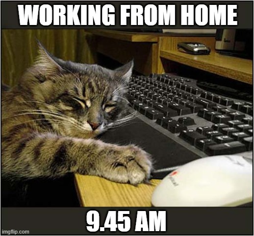 Don't Employ Cats ! | WORKING FROM HOME; 9.45 AM | image tagged in cats,working from home,sleeping | made w/ Imgflip meme maker