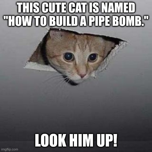 real | THIS CUTE CAT IS NAMED "HOW TO BUILD A PIPE BOMB."; LOOK HIM UP! | image tagged in memes,ceiling cat | made w/ Imgflip meme maker