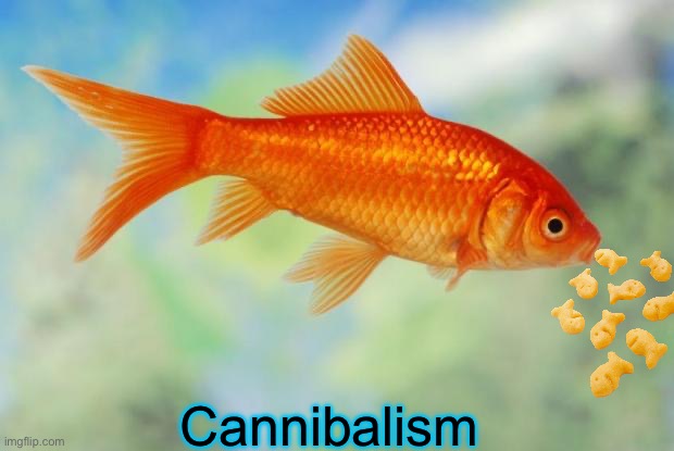 Cannibalism | Cannibalism | image tagged in cannibalism,goldfish | made w/ Imgflip meme maker