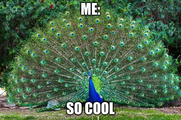 when your popular | ME:; SO COOL | image tagged in peacock | made w/ Imgflip meme maker
