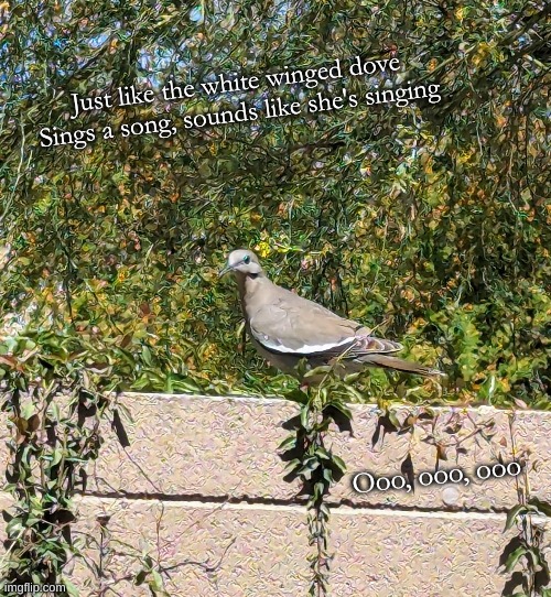 The White Winged Dove | Just like the white winged dove
Sings a song, sounds like she's singing; Ooo, ooo, ooo | image tagged in dove,white winged dove | made w/ Imgflip meme maker
