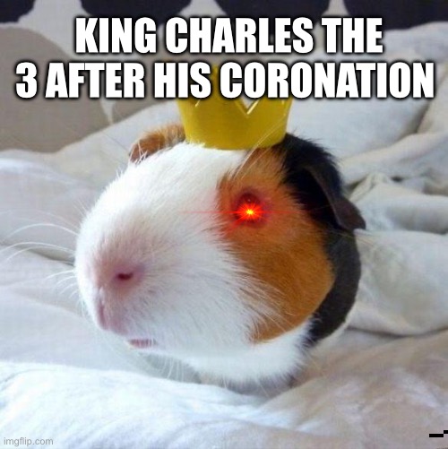 King Charles the third meme | KING CHARLES THE 3 AFTER HIS CORONATION | image tagged in guinea pig | made w/ Imgflip meme maker