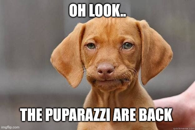 Disapointed Dog | OH LOOK.. THE PUPARAZZI ARE BACK | image tagged in disapointed dog | made w/ Imgflip meme maker