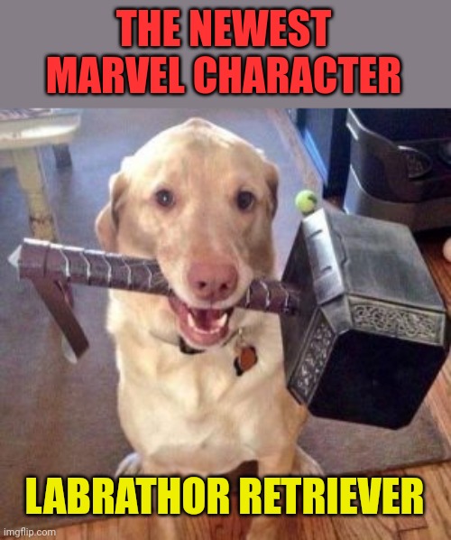 Dog | THE NEWEST MARVEL CHARACTER; LABRATHOR RETRIEVER | image tagged in dog | made w/ Imgflip meme maker