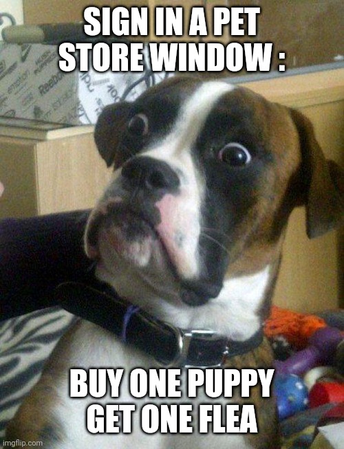 Blankie the Shocked Dog | SIGN IN A PET STORE WINDOW :; BUY ONE PUPPY
GET ONE FLEA | image tagged in blankie the shocked dog | made w/ Imgflip meme maker