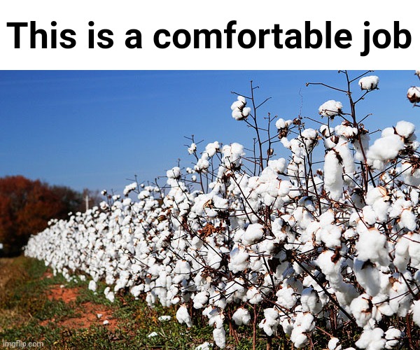 Dark? | This is a comfortable job | image tagged in cotton field,memes | made w/ Imgflip meme maker